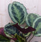 Calathea Medaillon Pauwenplant donkergroen groot blad 60 cm