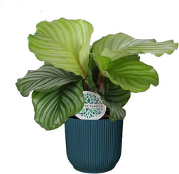 Calathea orbifolia in ELHO ® Vibes Fold Rond (diepblauw) - Forever Plants - Handmatig - Groene plant- Hoogte 45 cm