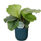 Calathea orbifolia in ELHO ® Vibes Fold Rond (diepblauw) - Forever Plants - Handmatig - Groene plant- Hoogte 45 cm