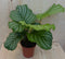 Calathea Orbifolia Pauwenplant groen blad gestreept 30 cm