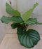 Calathea Orbifolia Pauwenplant groen blad gestreept 30 cm