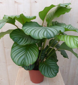 Calathea Orbifolia Pauwenplant groot groen blad met strepen 60 cm