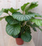 Calathea Orbifolia Pauwenplant groot groen blad met strepen 60 cm