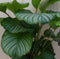 Calathea Orbifolia Pauwenplant groot groen blad met strepen 60 cm