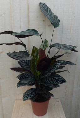 Calathea Ornata Pauwenplant met roze strepen 60 cm