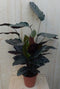 Calathea Ornata Pauwenplant met roze strepen 60 cm