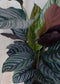 Calathea Ornata Pauwenplant met roze strepen 60 cm