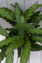 Calathea rood blad rode pot 40 cm