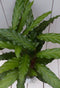Calathea rood blad witte pot 40 cm