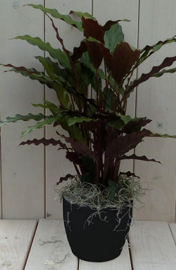 Calathea rood blad zwarte/antraciete pot 40 cm