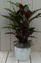 Calathea rood blad zwarte/antraciete pot 40 cm