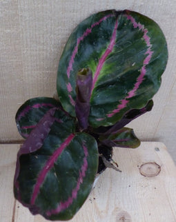 Calathea Surprise Star Pauwenplant groot blad met roze 30 cm