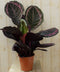 Calathea Surprise Star Pauwenplant groot blad met roze 60 cm