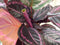Calathea Surprise Star Pauwenplant groot blad met roze 60 cm