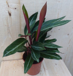 Calathea Trio Star Pauwenplant smal blad met wit 30 cm