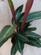 Calathea Trio Star Pauwenplant smal blad met wit 30 cm