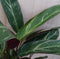 Calathea Trio Star Pauwenplant smal blad met wit 60 cm