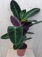 Calathea Warscewiczii Pauwenplant groot blad paarse onderkant 60 cm