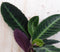 Calathea Warscewiczii Pauwenplant groot blad paarse onderkant 60 cm