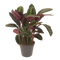 Calathea Warscewiczii