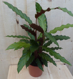 Calathea Wave Star Pauwenplant smal donkergroen blad 30 cm