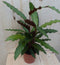 Calathea Wave Star Pauwenplant smal donkergroen blad 30 cm
