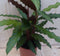 Calathea Wave Star Pauwenplant smal donkergroen blad 30 cm