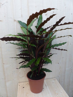Calathea Wave Star Pauwenplant smal donkergroen blad 60 cm