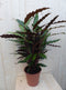 Calathea Wave Star Pauwenplant smal donkergroen blad 60 cm