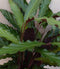 Calathea Wave Star Pauwenplant smal donkergroen blad 60 cm