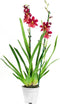 Cambria Nelly Isler 2T (4 stuks) – ↨ 60cm – ⌀ Ncm