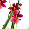 Cambria Nelly Isler 2T (4 stuks) – ↨ 60cm – ⌀ Ncm