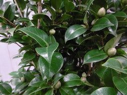 Camelia rood 120 cm