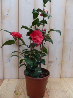 Camelia rood 50 cm