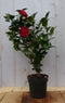 Camelia rood 50 cm