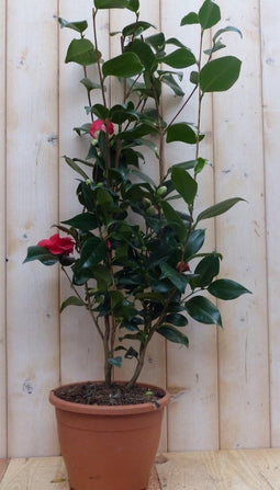 Camelia rood 80 cm