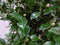 Camelia rood 80 cm