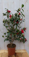 Camelia rood 80 cm
