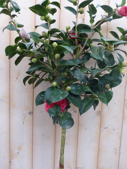 Camelia rood
