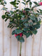 Camelia rood