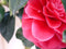 Camelia rood