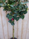 Camelia rood