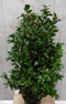 Camelia roze 120 cm