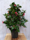 Camelia roze 120 cm