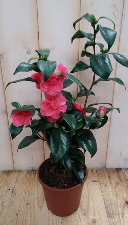 Camelia roze 50 cm