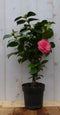 Camelia roze 50 cm