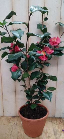 Camelia roze 80 cm