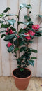 Camelia roze 80 cm