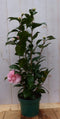 Camelia roze 80 cm