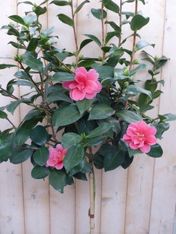 Camelia roze